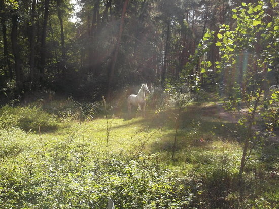 В ДНР начал воссоединяться заповедник «Меотида»
