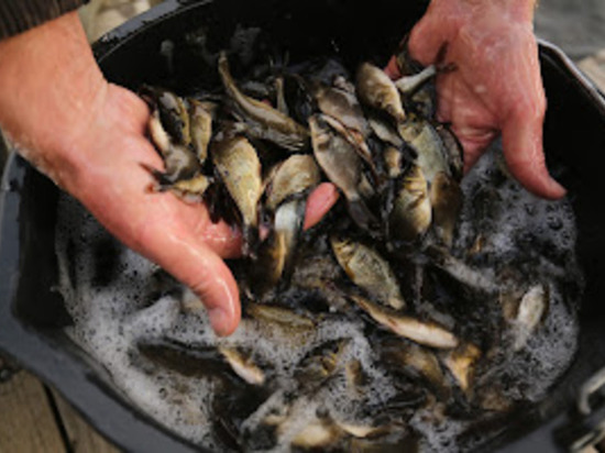 Весенняя рыбалка: астраханцы готовят снасти для сазана и воблы