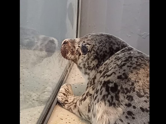 В Приморье спасли тюлененка с проколовшими щеку крюками, на которые прицепился мешок