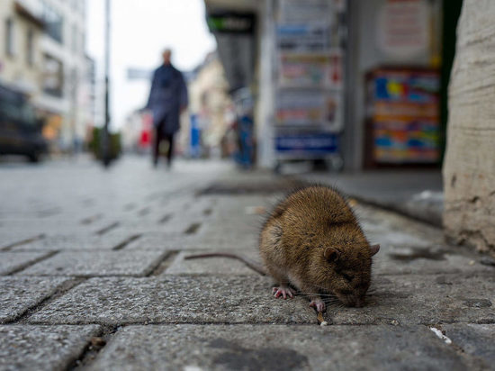 Кроме шуток: с 1 апреля в Костроме начинают травить крыс