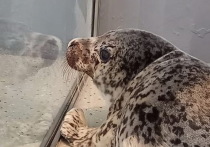 Группой специалистов из реабилитационного центра для морских млекопитающих «Тюлень» в Приморском крае был спасен тюлененок с рыболовными крючками в щеке.