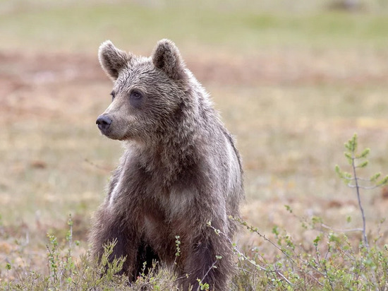 Жители Красноярска заметили медведя на правом берегу в районе «Роева ручья»