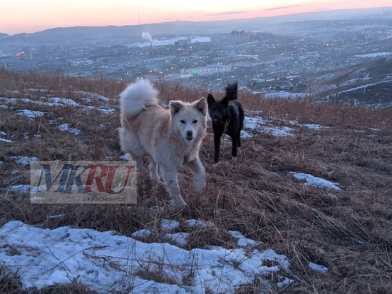 В Красноярске стая агрессивных собак напала на прохожих в Солнечном