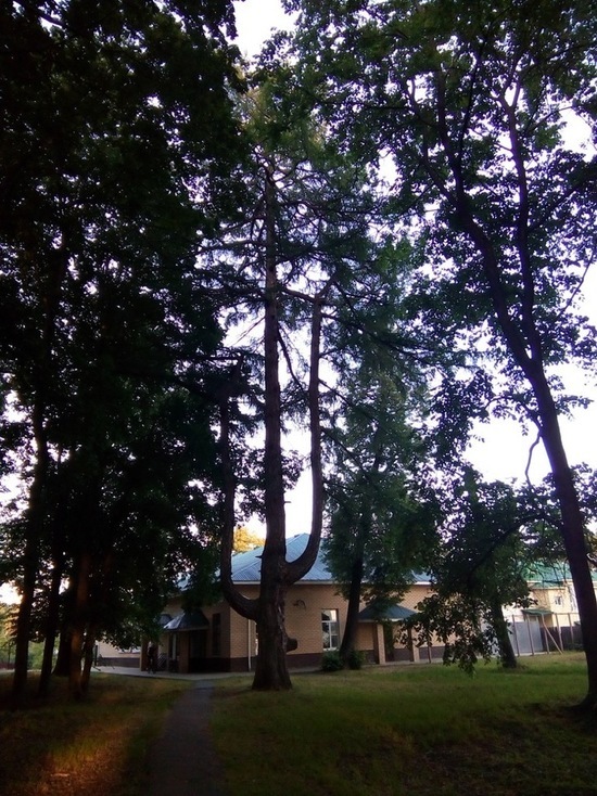 Дереву, растущему в Выксунском парке, около 240 лет