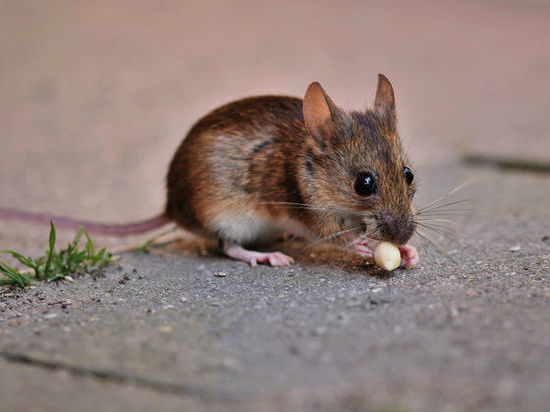В Кузбассе покупатели заметили мышей на полках супермаркетов