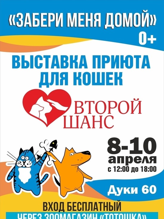 В Брянске пройдет выставка кошек из приюта