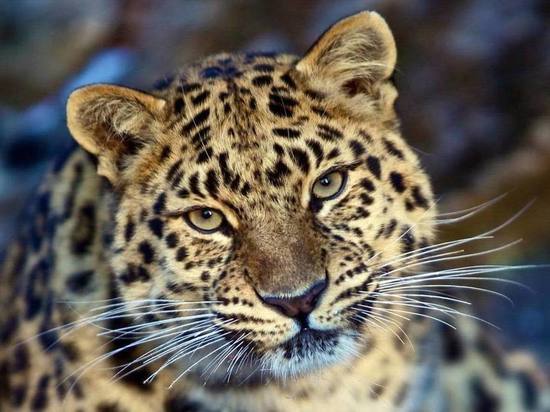 У России и Китая около 40 «общих» дальневосточных леопардов – директор нацпарка