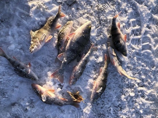 Тело рыбака обнаружили на реке в Солецком округе