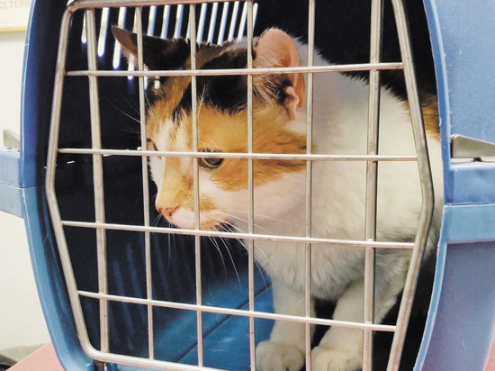 От ПМЖ отвадил рояль в кустах