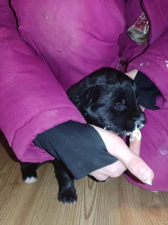  Щенка в целлофановом пакете выбросили в мусорный контейнер в Карелии