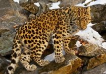 О расчленении и увеличении плотности леопардов в Приморском крае накануне рассказал директор национального парка «Земля леопарда» Виктор Бардюк.