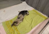 Очередной тюлененок спасен в Приморском крае неравнодушиями людьми – жителями края.