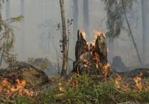 Лесные пожары 4 апреля зафиксированы на территории Карымского и Читинского районов
