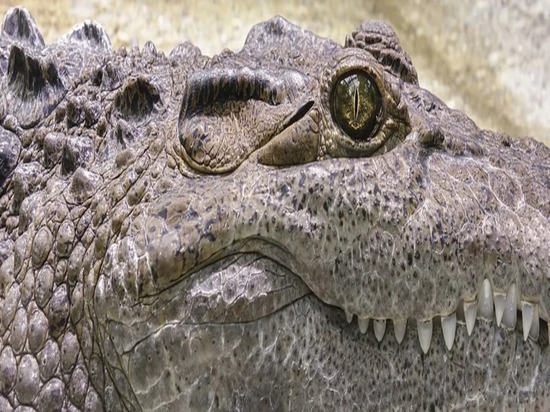 Возле астраханского села обнаружили крокодилов
