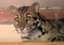 Необыкновенной красоты дымчатые леопарды появились в коллекции Московского зоопарка впервые за 50 лет