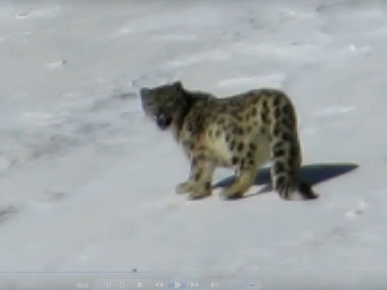 Редкое видео со снежным барсом сняли в Горном Алтае: хищник охотился на сибирских козлов, но те почуяли опасность