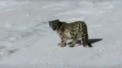 Снять этот пушистых хвост — большая удача: в Горном Алтае получили уникальное видео со снежным барсом