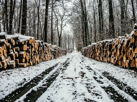 В Бурятии усердный вальщик леса срубил лишних деревьев на 68 тысяч рублей