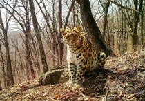 Самая кошачья особо охраняемая природная территория России, национальный парк «Земля леопарда», 5 апреля 2022 года отмечает 10 лет со дня своего основания