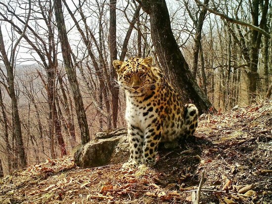 Экологи Приморья: популяция самого редкого в мире леопарда выросла до 120 особей