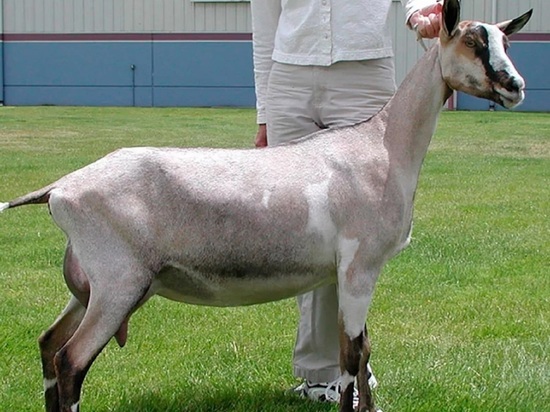 В Ярославской области начали разведение уникальной альпийской породы коз
