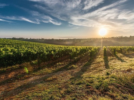 В 2022 году на Кубани планируют заложить 1500 га виноградников