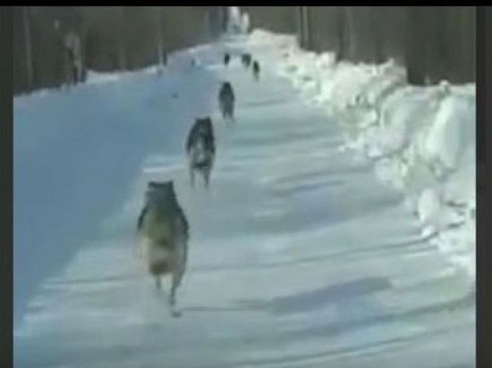 В Якутии разыскивают неизвестных: они давили волков автомобилем