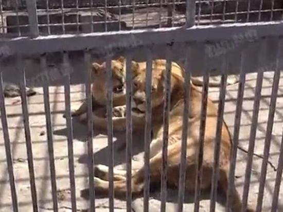 Волонтеры взяли под опеку мариупольский зоопарк