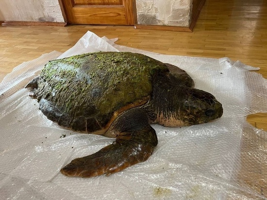 Морская путешественница: в Анапе выбросило на берег 100 килограммовую средиземноморскую черепаху
