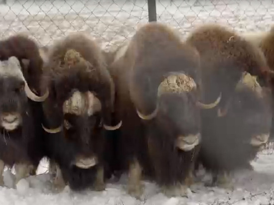 На Ямале в питомнике овцебыков проложат экотропы для туристов