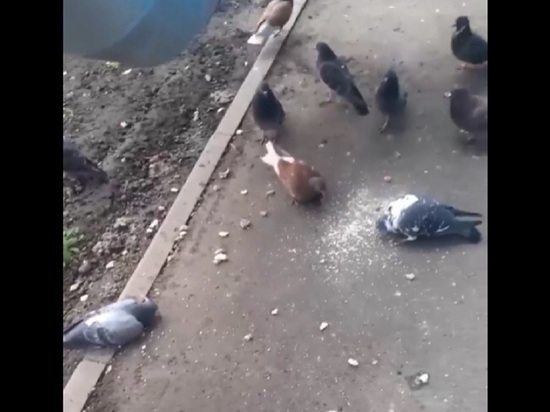 Белгородец рассказал о массовом отравлении голубей на улице Шаландина
