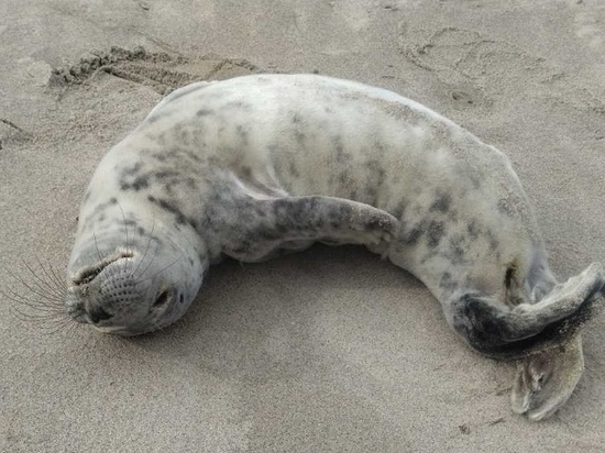 На пляже в Калининградской области нашли еще одного тюлененка, выхаживать малыша будут в зоопарке