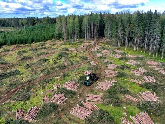 ФСИН нарастила вырубку леса за счет освоения площади участков