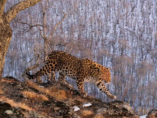Во Владивостоке открылась выставка лучших кадров фотоловушек «Земли леопарда»