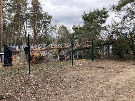 Мощный ветер повалил деревья и повредил памятники на кладбище в Воронежской области