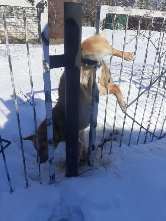 В Татарстане пожарные спасли застрявшую в заборе собаку