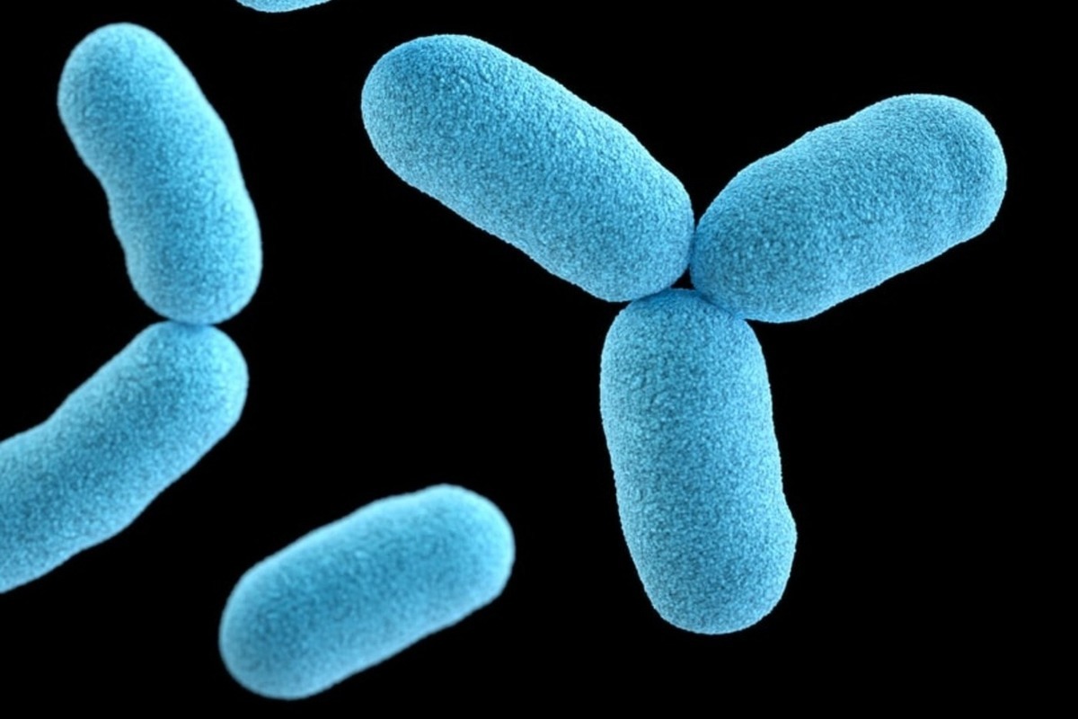 Corynebacterium diphtheriae фото