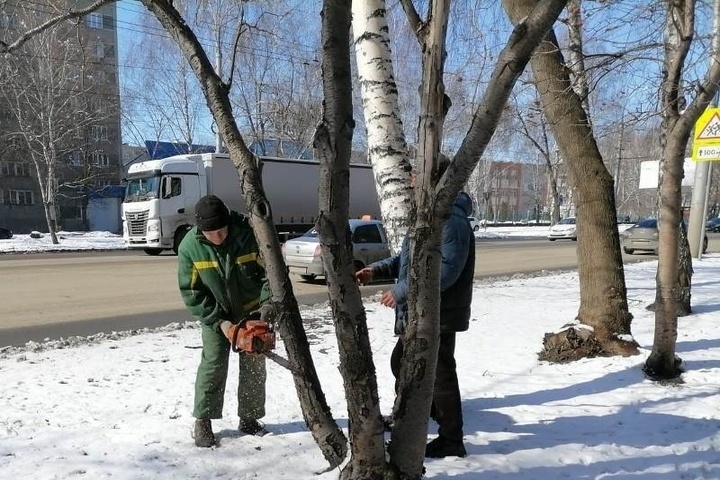 Работа в заводском. Омолаживание тополя. Картинка могучего тополя в городе.