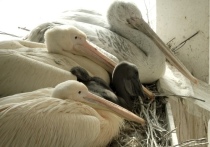 Птенец редкого розового пеликана вылупился в Московском зоопарке