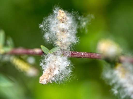 Какие растения вызывают сезонную аллергию