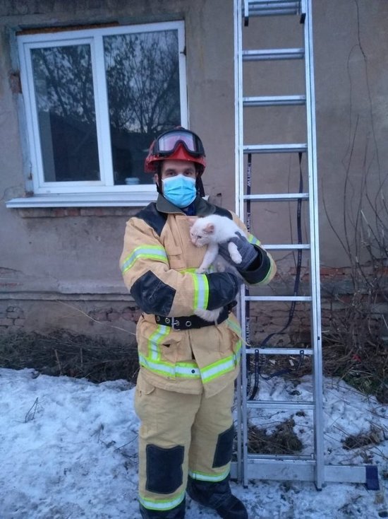 В Сарапуле спасатели сняли котенка с балконного козырька