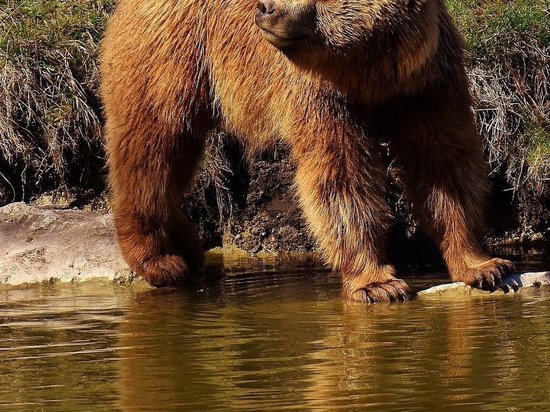 Жители Сланцевского района встретили купающегося медведя