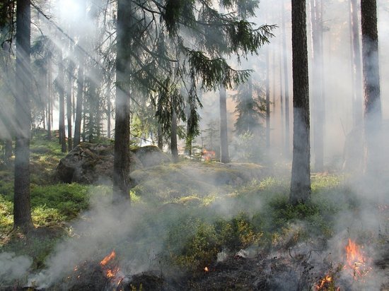 Гектар леса сгорел в Балейском районе Забайкалья