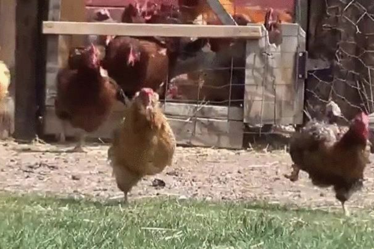 Stripper Chicken Gif