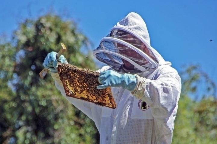 Костромские пчеловоды получат новые субсидии