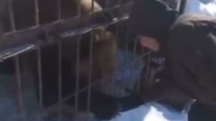 Так сотрудники зоопарка в Якутии кормят медведя
