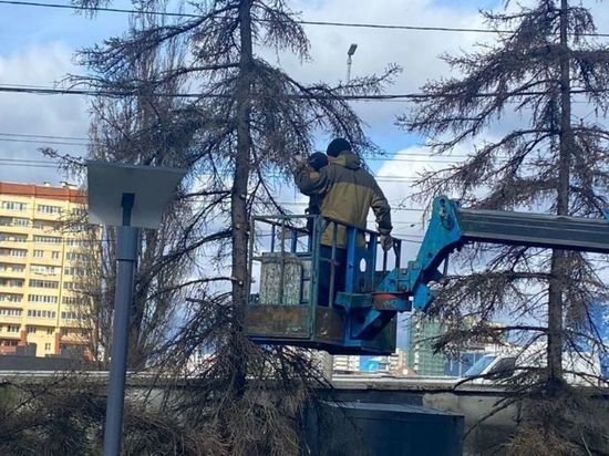 «Зассыхи» и грибок погубили ели в Калининграде у бывшего ДКМ