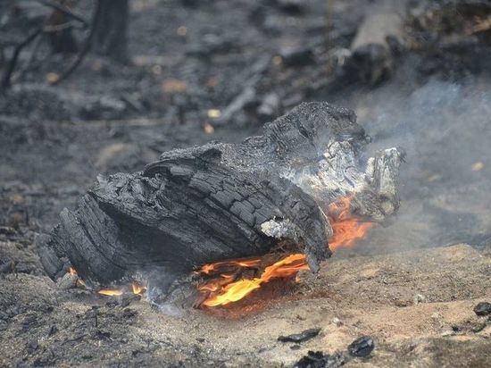 Рязанская прокуратура выявила недостатки в профилактике лесных пожаров