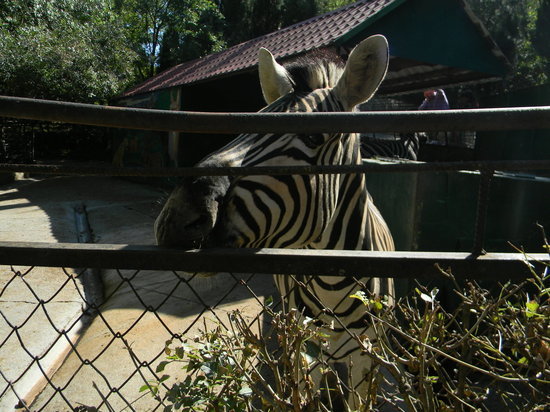 В России стартует акция помощи зоопаркам Донбасса
