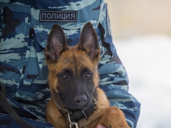 В Мурманском МВД пополнение - бельгийская овчарка Виннер Хунд Желтый